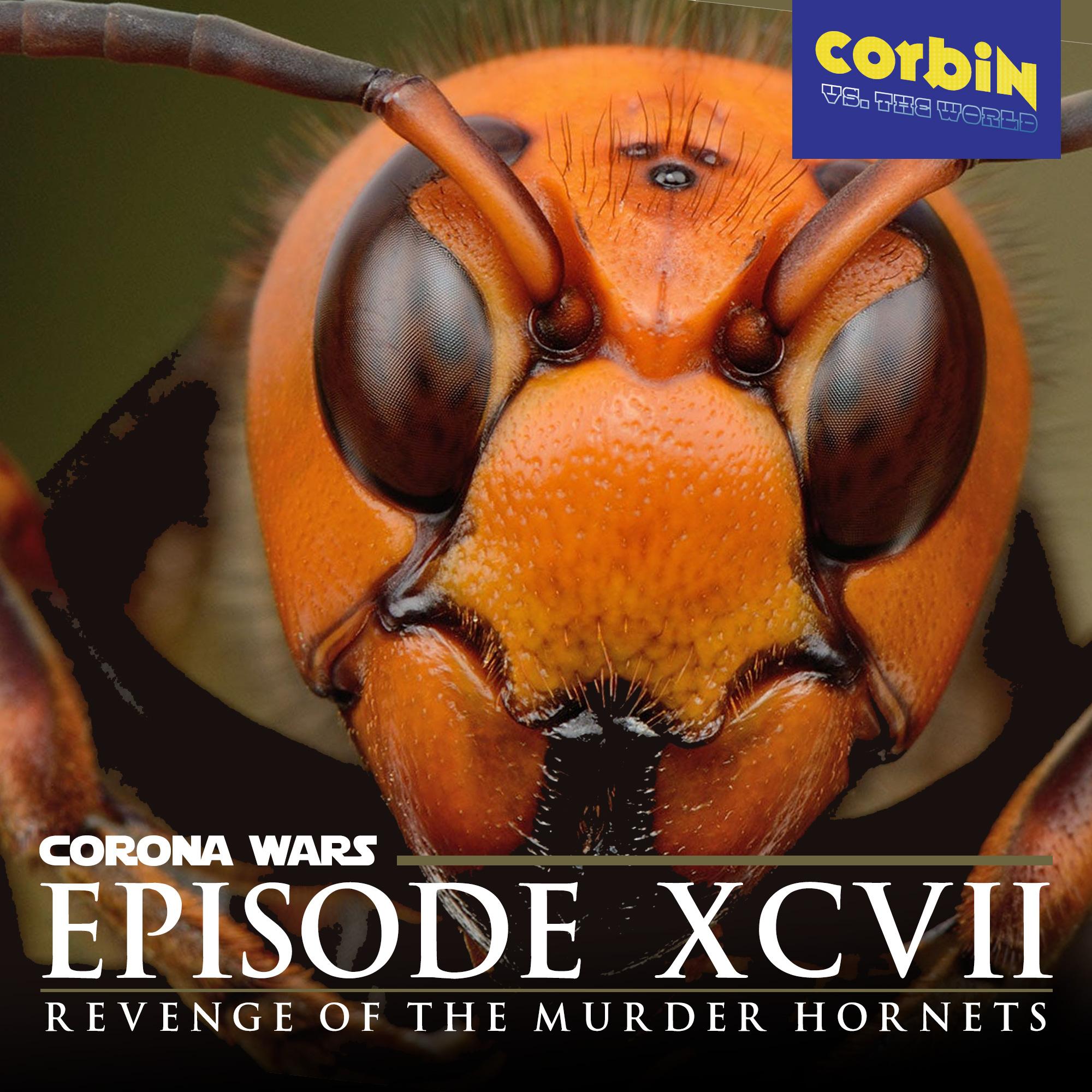 Revenge of the Murder Hornets
