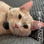 City Pop, Cats, and Charlatans (May 8, 2020)